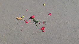 玫瑰,花,破碎