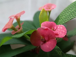 花卉,小,波爾卡圓點