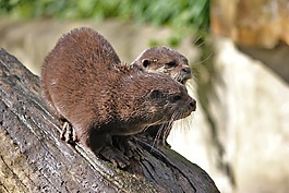 獺,動物園,動物