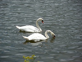 雞,天鵝,鳥