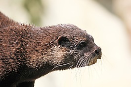 獺,動物園,動物