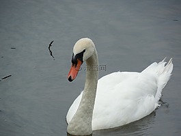 雞,天鵝,鳥