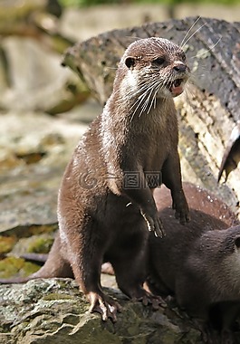 獺,動(dòng)物園,動(dòng)物