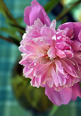 玫瑰,粉色,花卉