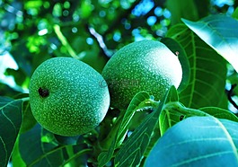 核桃,殼,樹
