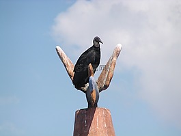 兀鷲,鳥,飛