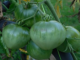 綠色,番茄,食品