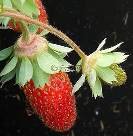 水果,草莓,食品