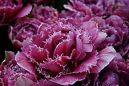 花,郁金香,紫