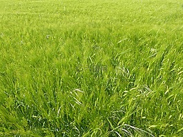 草地,水,性質(zhì)
