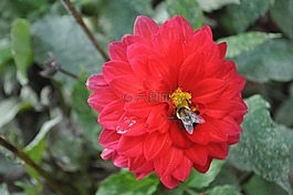 蜜蜂,花,紅色