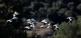 avocets,羊群,鸟