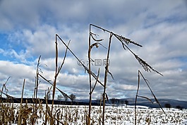 糧食,冬天,雪