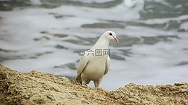 野鴿子,鳥,自然