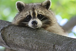 浣熊,可愛,動物
