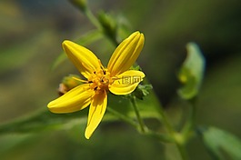 鮮花,花園,宏
