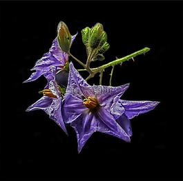 開花,蒜芥茄,廠