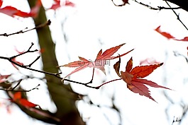 園林,花朵,鮮花