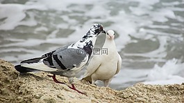 野鴿子,鳥,自然