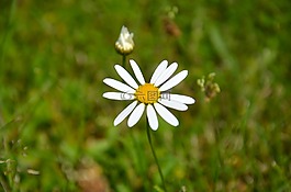 花,雛菊,草地