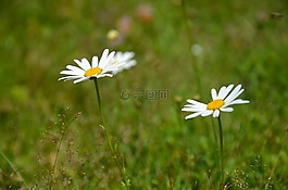 花,關鍵詞 fotomontá?,草地