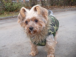 狗,約克郡,小獵犬