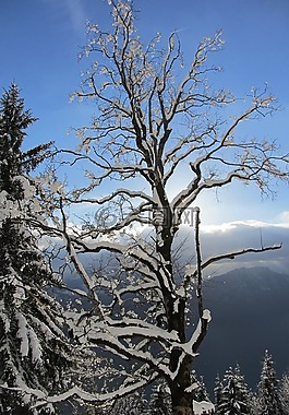 樹(shù),冬天,雪