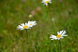 花,關鍵詞 fotomontá?,草地