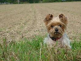 狗,約克郡,小獵犬