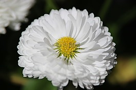春天,花,盛開(kāi)