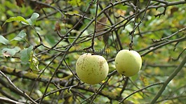 蘋果,水果,性質(zhì)