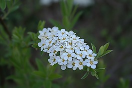 花,白,盛開