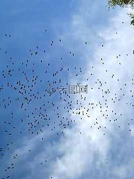 飛的鳥,天空,鳥類