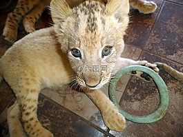 獅子,幼獸,動物