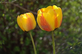 花,黃色,橙