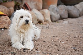 狗,動物,寵物