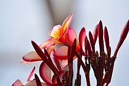 雞蛋花,花,性質(zhì)
