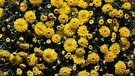 花,菊花,秋
