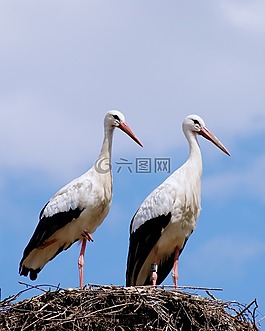 鸛,鸛夫妻,鳥類