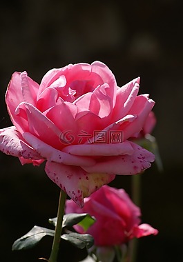 玫瑰,粉紅色,薔薇科