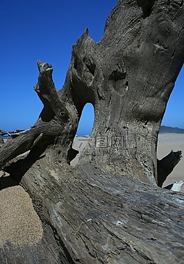 木材,漂流木,干