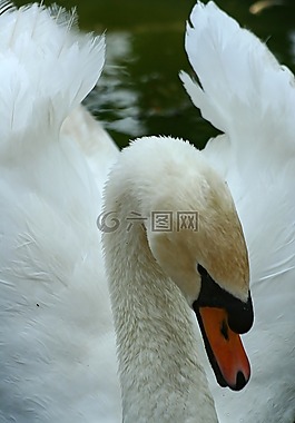 天鵝,鳥,鵝