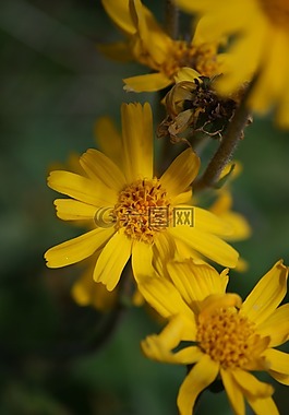 花,黃色,性質(zhì)