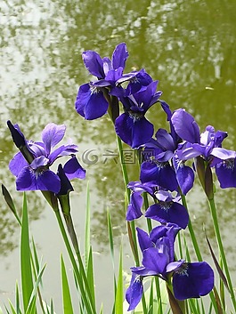 鮮花,池塘,性質(zhì)