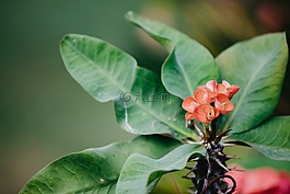自然,花,綠色