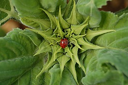 瓢蟲(chóng),昆蟲(chóng),花