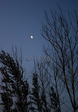 夜,側(cè)影,樹