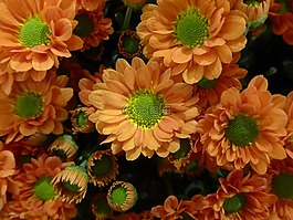 菊花,花,橙