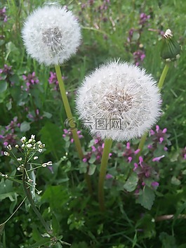 蒲公英,夏天,植物