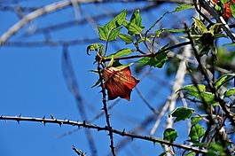 春,花,鮮花